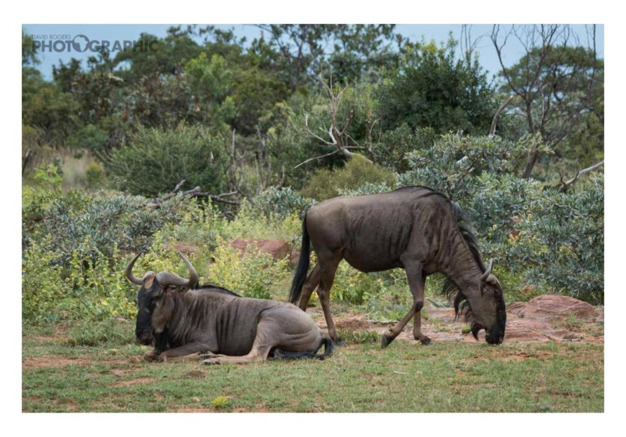 Ndlovu Safari Lodge Vaalwater Exterior foto